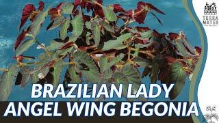 Brazilian Lady Angel Wing Begonia (Begonia coccinea 'Brazilian Lady') – A Regal Tropical Showstopper