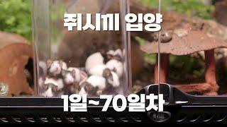 쥐새끼 EP.14 매운 맛 더빙편