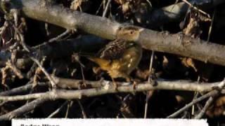 Clarke County birding year 2010