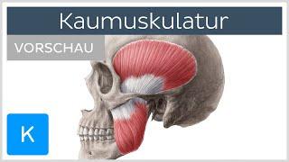 Kaumuskulatur (Vorschau) - Ansatz, Ursprung, Innerveration und Funktion | Kenhub