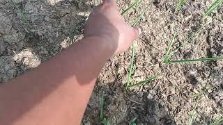 वर्मी कंपोस्ट/vermicompost#organicagriculture #shorts #shortvideo #himanshuagrolife#organic