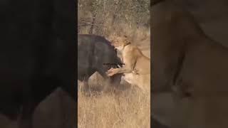 South africa forest Lion hunt Buffalo