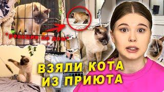 Взяла котенка из приюта *РЕАКЦИЯ НА ДОМ*