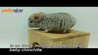 Pets Star Beige Hetero Chinchilla