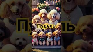 Пудель, порода собак #пудель #poodle #poodledogs #poodles