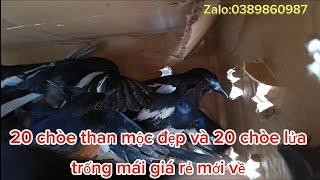 15/11:20 chòe than mộc đẹp và 20 chòe lửa trống mái giá rẻ mới về:0389860987