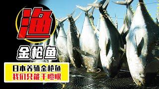 1條金槍魚=1800萬？ 日本可以養殖金槍魚，為什麼中國學不來？【小馬哥知識局】