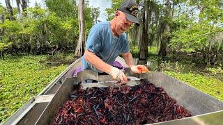 Loading the Boat with CRAWFISH in America's Biggest Swamp ( Catch and Cook ).