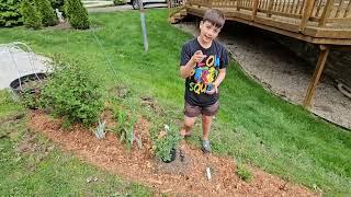 Before and After Garden Transformation: Junior Master Gardener loves to help