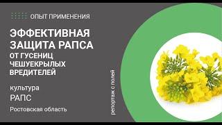 Эффективная защита рапса от гусениц чешуекрылых вредителей