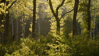 Euronatur | Last ancient Forests of Europe