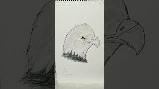 Bald eagle  sketch #birds #wildlifebattle #eagles #baldeagle