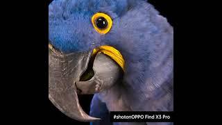 OPPO National Geographic - Voice Over by Daniel Francis-Berenson