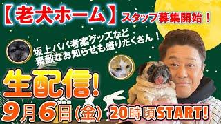 【生配信】『老犬ホーム』スタッフ募集！坂上パパ考案グッズなど素敵なお知らせも盛りだくさん！さて本日の出演ワンコニャンコは誰でしょう！！