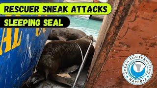 Rescuer Sneak Attacks Sleeping Seal