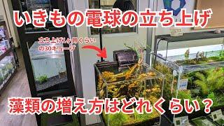 いきもの電球で立ち上げた水槽の藻類の増え方