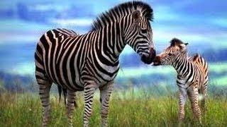 National Geographic Documentary   Zebra Great Ghraib   Documentary 2017