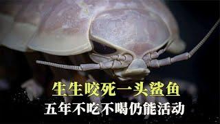 生生咬死一头鲨鱼，五年不吃不喝仍能活动，大王具足虫有多神奇【西风探瘦马】