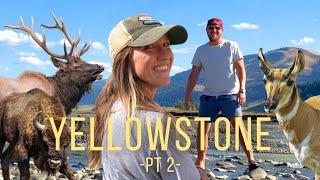 Vanlife Camping | Yellowstone National Park - Pt. 2 (ANGRY Wildlife, Grand Canyon, Mud Volcano)