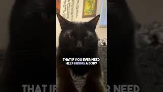 Do not disturb activated #cat #kitten #blackcat #leonthecatdad #darkhumor #relationship #relatable