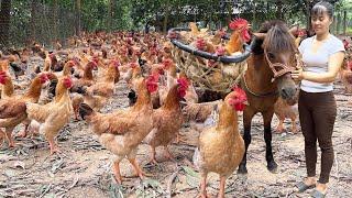 Harvesting Many Chicken Goes To The Market Sell - Raising Chickens and Ducks with corn