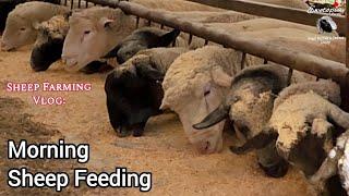 Morning Feedings & Barn Cat Challenges at Ewetopia Farms | Daily Sheep Farming Vlog