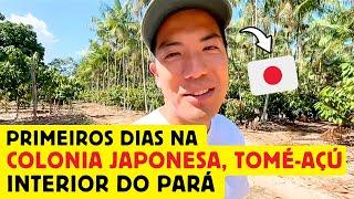 Primeiros dias de um japonês na colônia japonesa em Tomé-Açu, interior do Pará