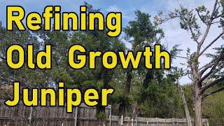 Trimming Old Growth Male Ashe Juniper Tree | Mulch Mining | Forest Succession | Permaculture Garden