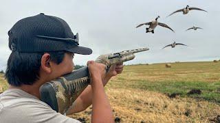 Goose Hunting BANDED Geese on PUBLIC LAND! (CATCH CLEAN COOK)