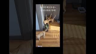 캣타워 대전후 간식 타임 "우리도 배고프다옹 #고양이 #cat