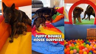 Puppy Bounce House Surprise