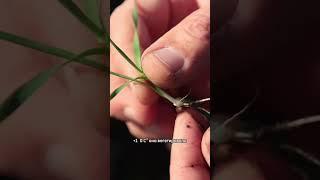 Пшеница после морозов|Подкормка #агротехнологии  #озимые  #пшеница #farming  #природа