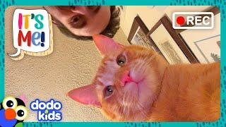 Sneaky Kittens Keep Spilling Our Water — But Why? | Dodo Kids | It’s Me!