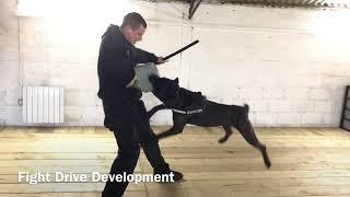 15 Month old Cane Corso Passive Protection and Fight Drive Development