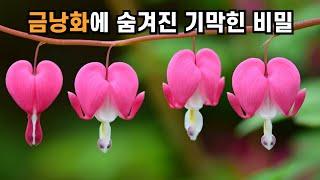 금낭화에 숨겨진 기막힌 비밀