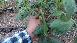 Cuantos brotes quitar al planta de TOMATE y por que quitarlos?