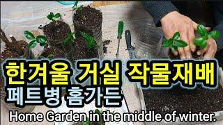 겨울 페트병 홈가든 모종키우기.Winter cuttage is easy.