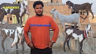 Arif Hyderabadi Hyderabadi Goat Farm Top Breedline Goats Top Quality Collection Available