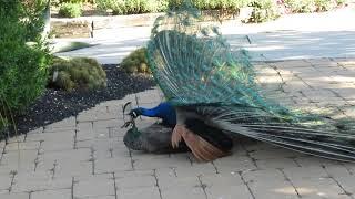 Peacock Mating 21