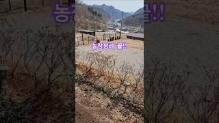 4월6일  봄농사 심을 준비 완료 다음주는 쌈채소심기 #주말농장 #건강한먹거리 #수고했어요오늘도   #봄농사준비