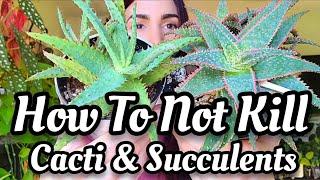 HOW TO NOT KILL YOUR SUCCULENTS & CACTI! Showing you some of my collection + Succulents Box unboxing