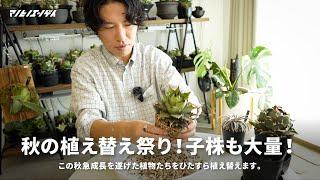 秋の植え替え祭り！！子株が大変なことになってます。｜アガベ｜Agave｜多肉植物｜植え替え｜