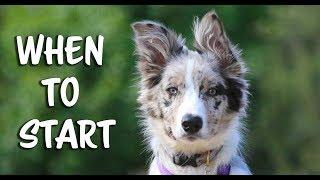 When to Start Training Your New Puppy - Puppy Training / Training Puppies
