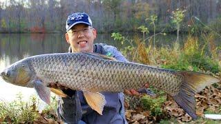 How to catch grass carp - Grass carp fishing - Fishing for grass carp