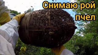 Снимаю рой пчел