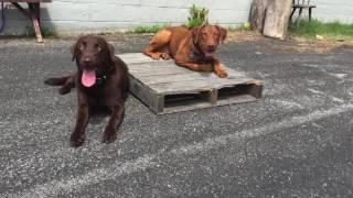 Lab (River) | Best Dog Trainers in Richmond! | Richmond Virginia Dog Training