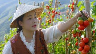 Dianxi Xiaoge harvests mountain vegetables, cooks traditional Yunnan fish cakes.