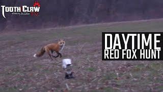 Daytime Red Fox Hunt