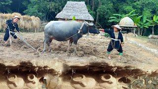 Dwarf family renovates vegetable garden with primitive plow - find many treasure buried underground