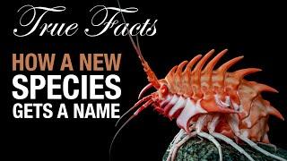 True Facts: How A Species Gets A Name!